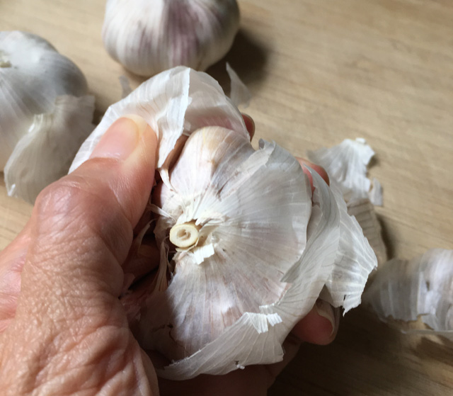 A hand peeling the papery white layers off a bulb of garlic to be used for roasted garlic