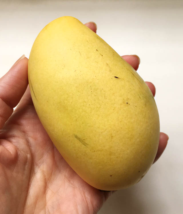 A hand holding a yellow smooth skinned mango