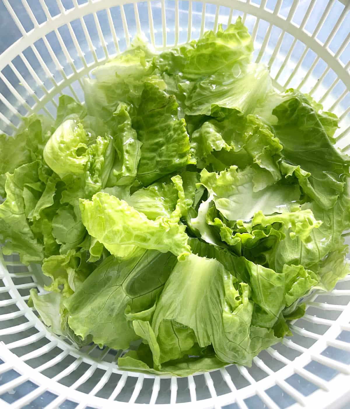 Green lettuce leaves in a white basket.